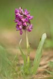Dactylorhiza romana subspecies georgica. Цветущее растение. Краснодарский край, Апшеронский р-н, окр. пос. Мезмай, Камышанова поляна. 08.05.2017.