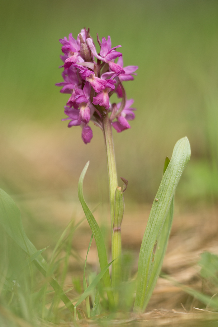 Изображение особи Dactylorhiza romana ssp. georgica.