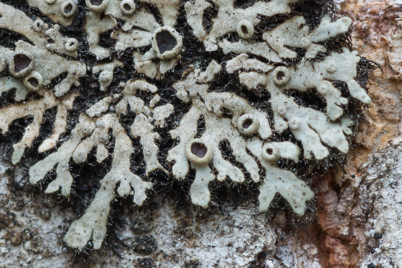 Image of Phaeophyscia ciliata specimen.