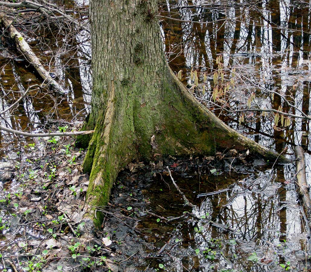 Image of genus Ulmus specimen.