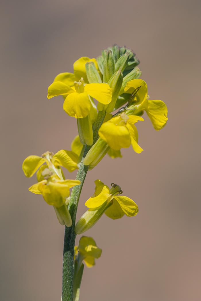 Image of Syrenia cana specimen.