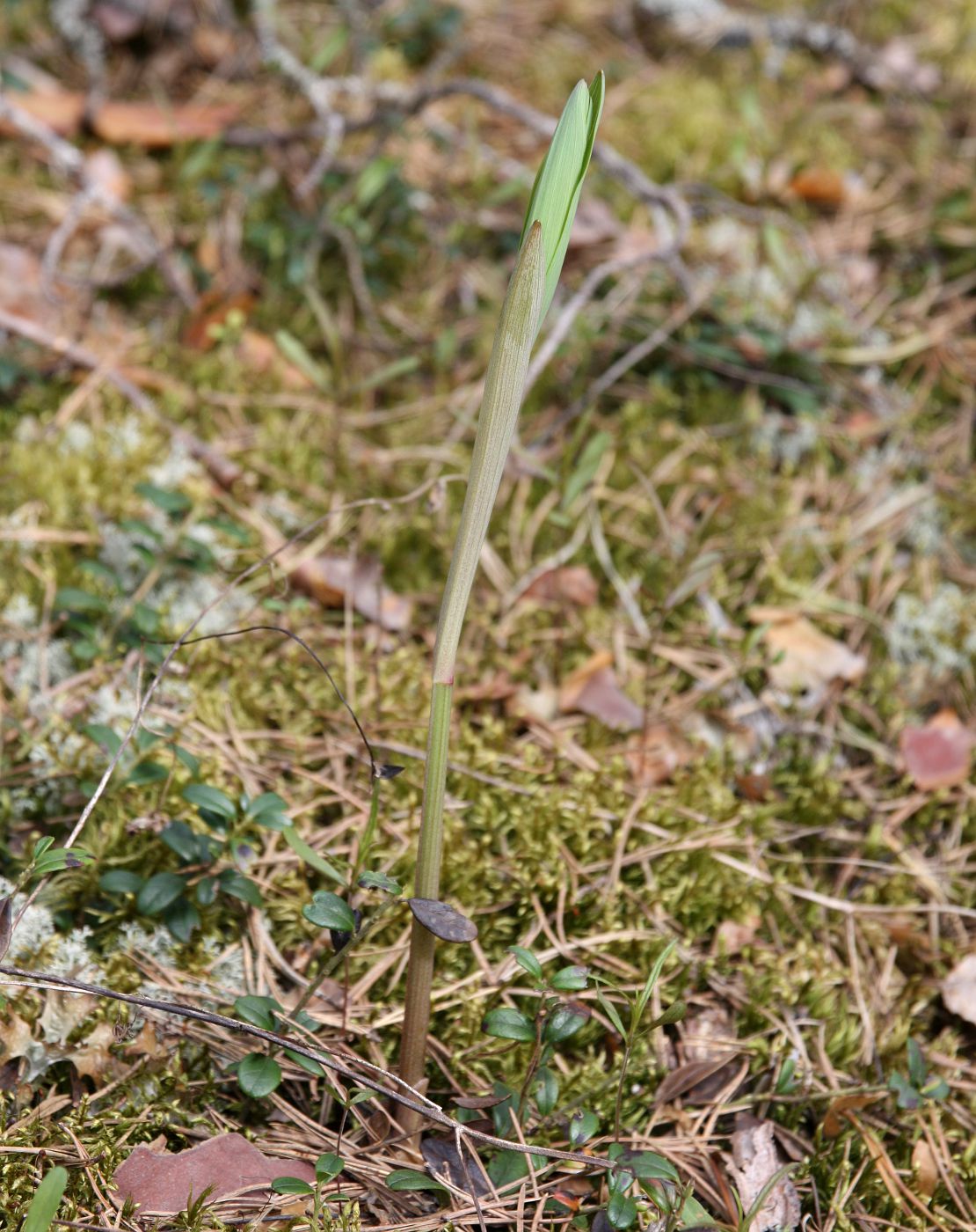 Изображение особи Polygonatum odoratum.