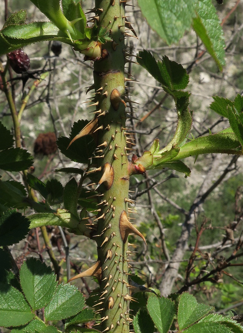 Image of Rosa rubiginosa specimen.