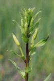 Oenothera rubricaulis. Верхушка растения с бутонами. Пермский край, г. Пермь, Кировский р-н, дер. Оборино, заброшенная площадка для хранения ПГС. 08.07.2017.