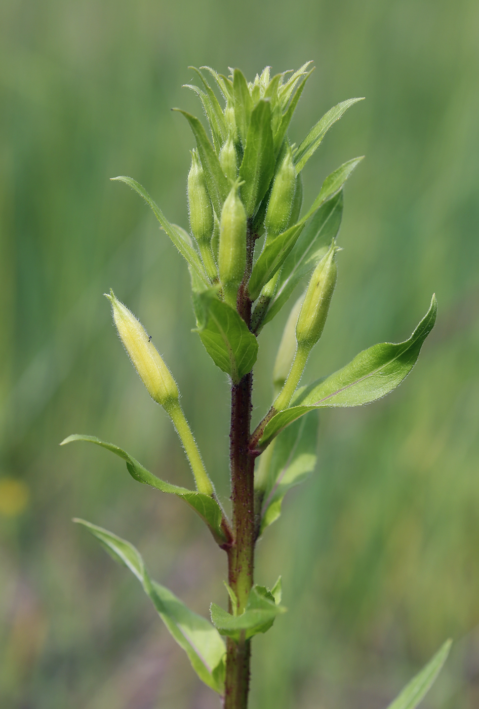 Изображение особи Oenothera rubricaulis.