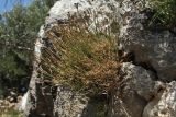 Dianthus xylorrhizus. Плодоносящее растение в расщелине скалы. Греция, о-в Крит, ном Ханья (Νομός Χανίων), дим Киссамос (Κίσσαμος), locus classicus. 20 июня 2017 г.