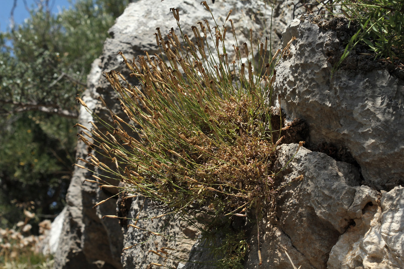 Изображение особи Dianthus xylorrhizus.