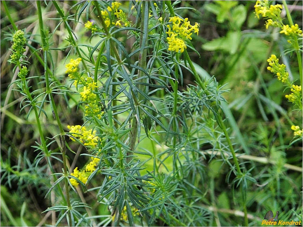 Изображение особи Galium verum.