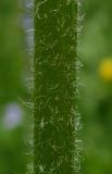 Anemonastrum fasciculatum. Часть стебля. Республика Адыгея, Майкопский р-н, Кавказский биосферный заповедник, перевал Гузерипльский, субальпийский луг, выс. 1965 м н.у.м. 15.07.2017.