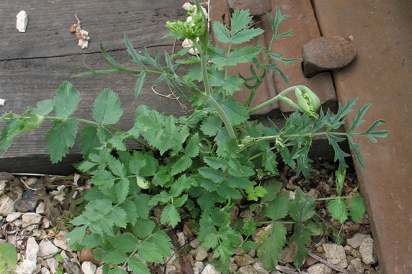 Изображение особи Pimpinella saxifraga.