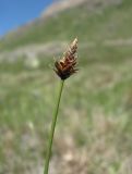 Carex oreophila. Верхушка побега с колоском. Кабардино-Балкария, Эльбрусский р-н, долина р. Ирикчат, ≈ 2900 м н.у.м. 28.07.2017.