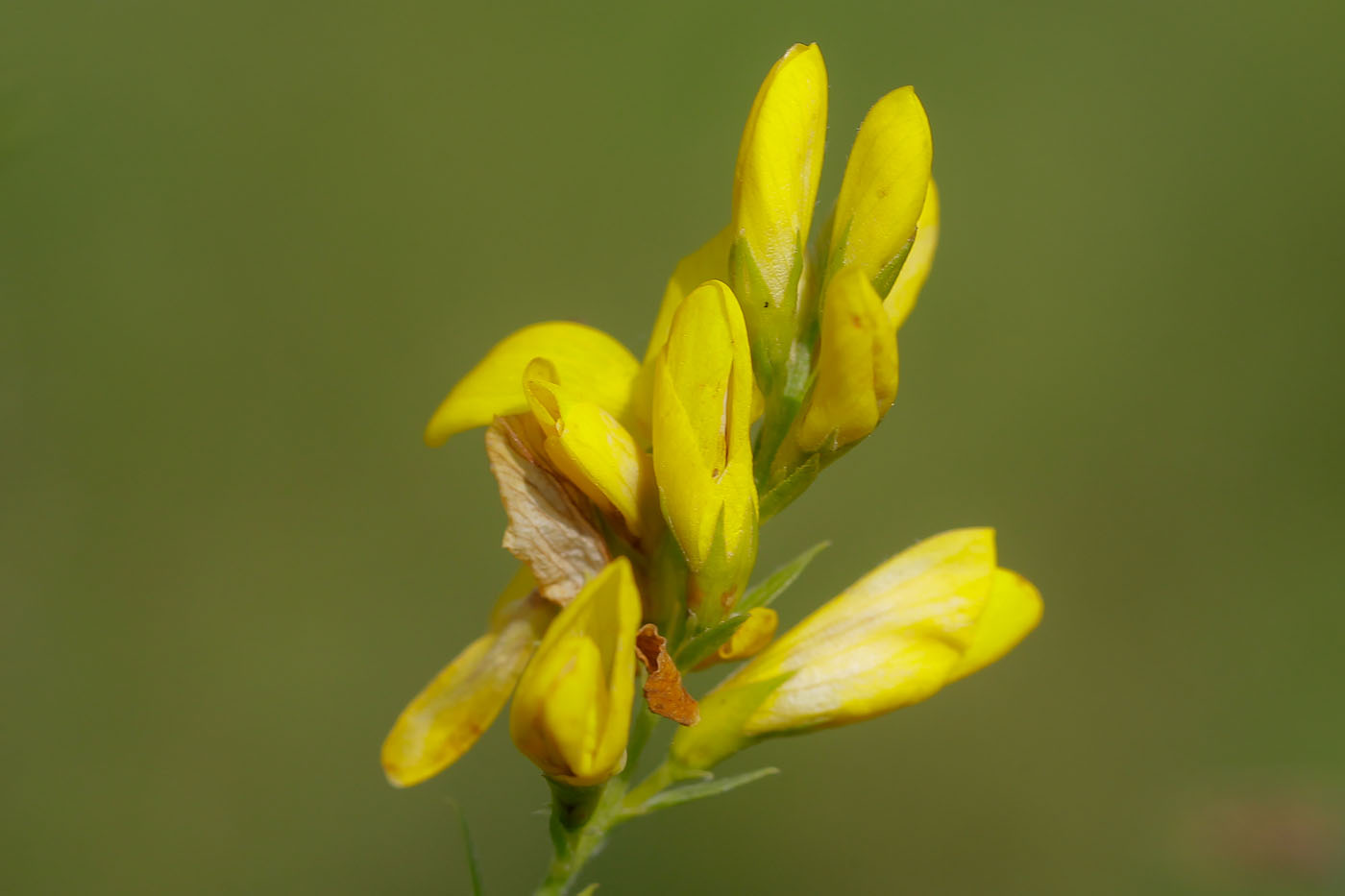 Image of Genista tinctoria specimen.