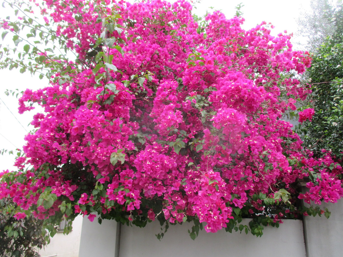 Изображение особи Bougainvillea glabra.