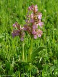 Anacamptis подвид schirwanica