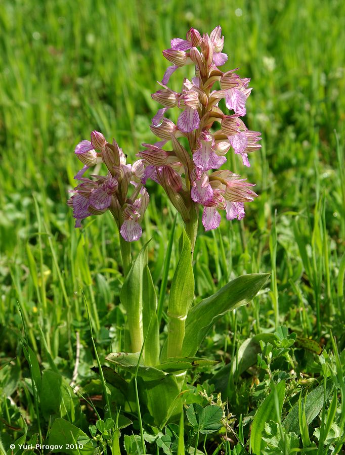 Image of Anacamptis papilionacea ssp. schirwanica specimen.
