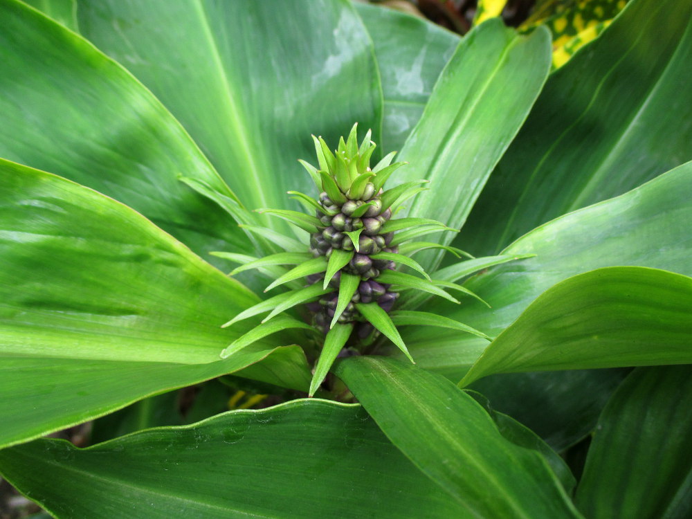 Image of Dichorisandra thyrsiflora specimen.