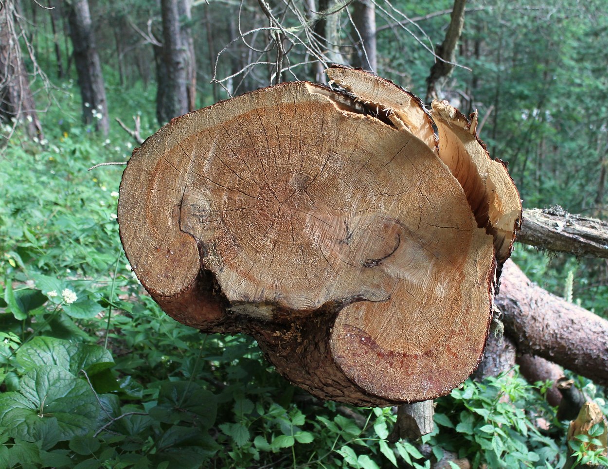 Изображение особи Pinus sylvestris ssp. hamata.