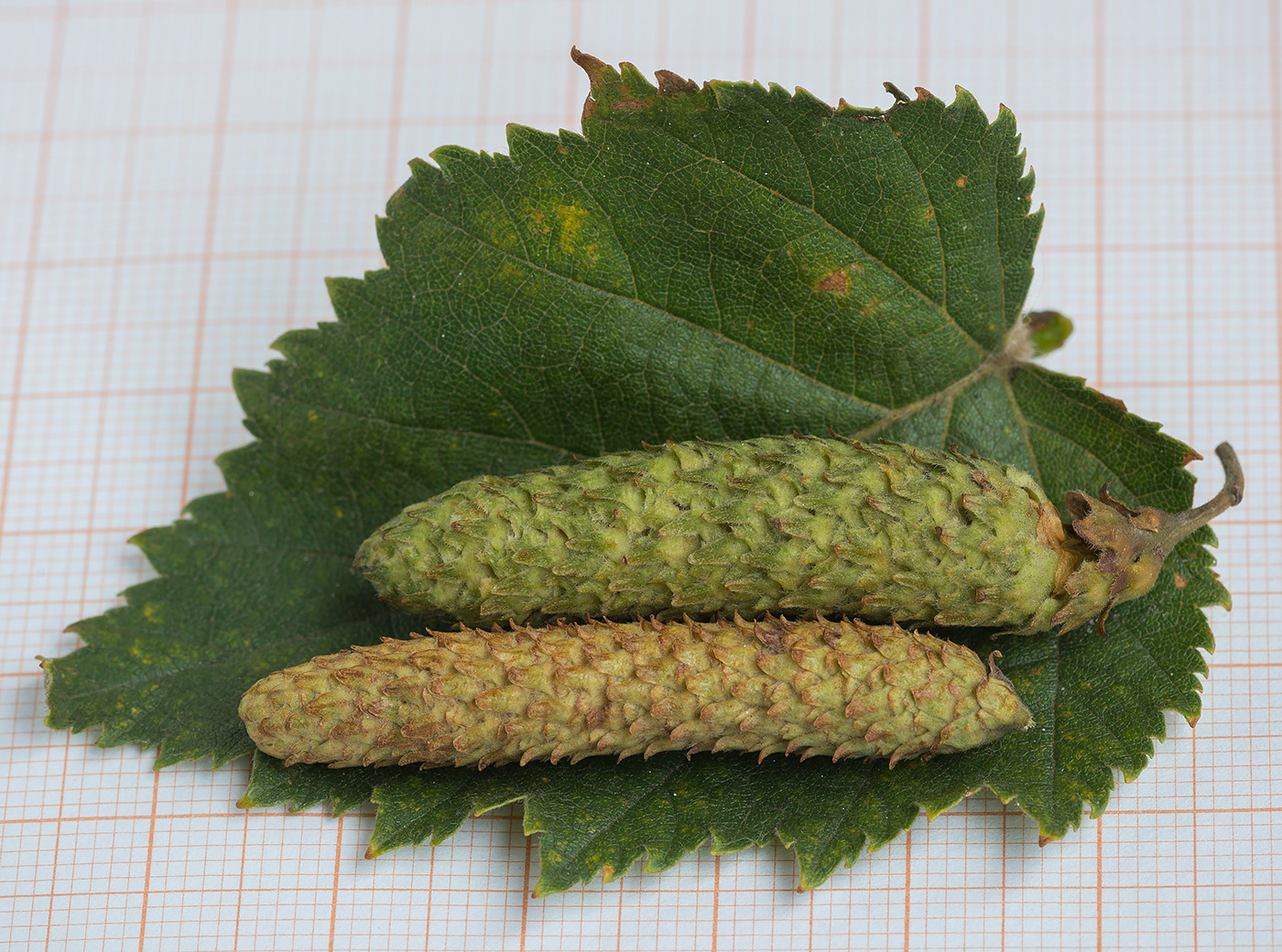 Image of Betula papyrifera specimen.