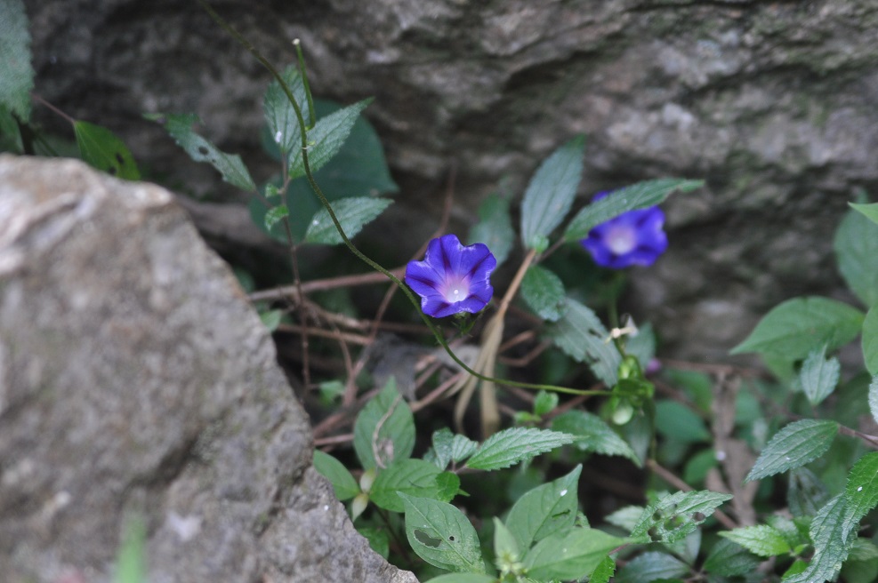 Image of genus Ipomoea specimen.