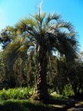 Butia capitata