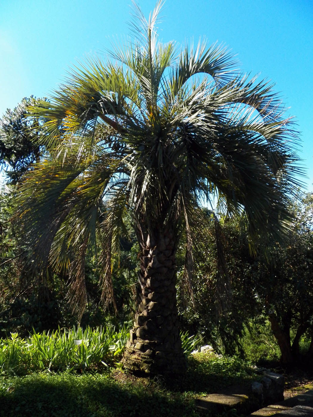 Image of Butia capitata specimen.