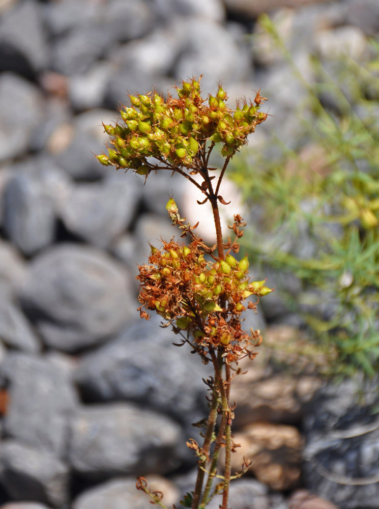 Image of Hypericum scabrum specimen.