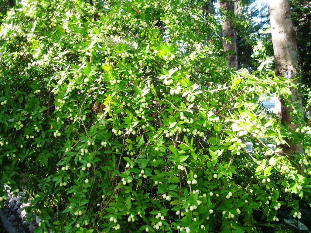 Image of Myrtus communis var. leucocarpa specimen.