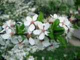 Prunus cerasifera. Цветущая ветвь. Украина, г. Киев, Южная Борщаговка, ул. Симиренко, в культуре. 30 апреля 2010 г.