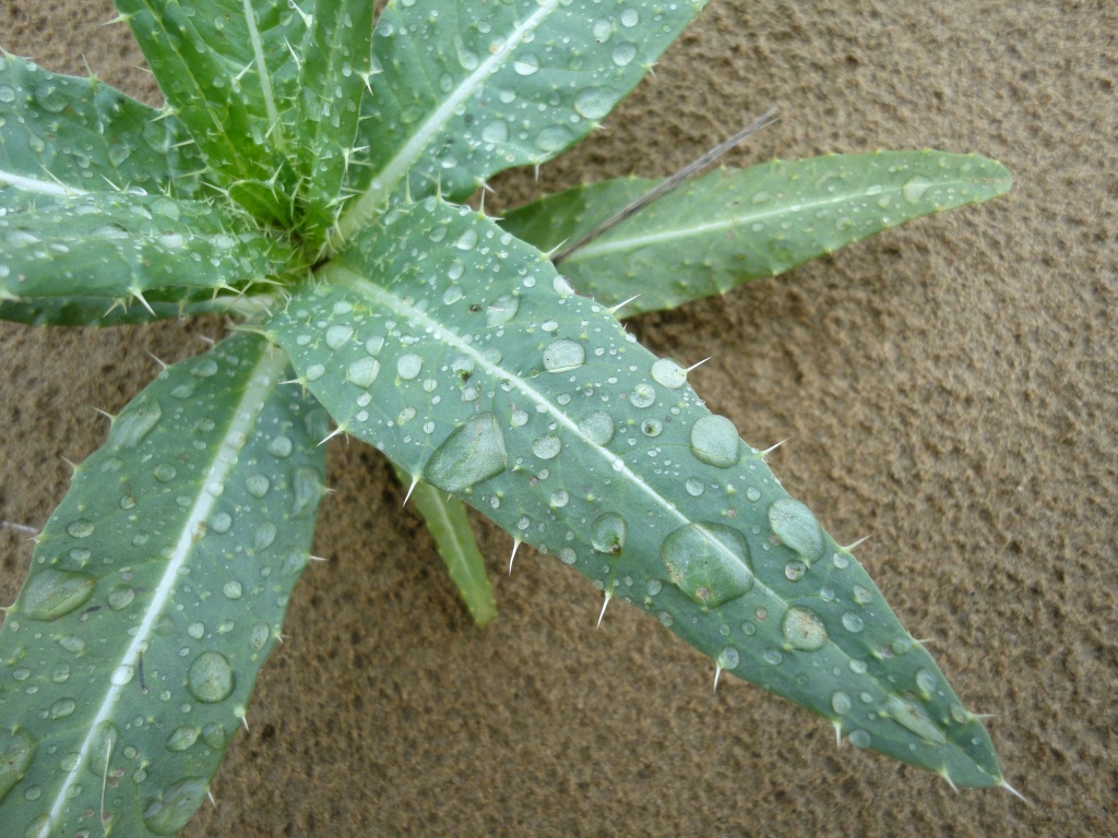 Image of Lipskyella annua specimen.