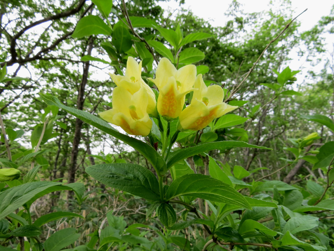 Image of Weigela middendorffiana specimen.