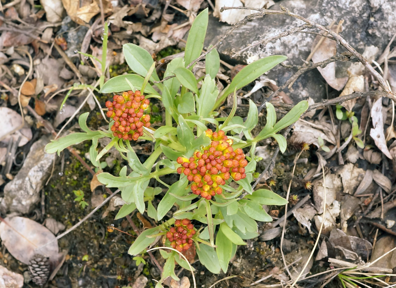 Изображение особи Patrinia sibirica.