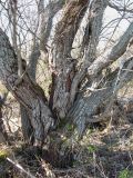 Salix pentandra. Основание старого многоствольного дерева. Окр. Архангельска, окраина болота. 23.05.2013.