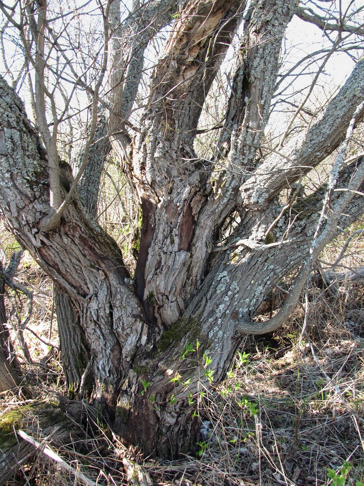 Image of Salix pentandra specimen.