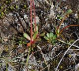 Micranthes foliolosa