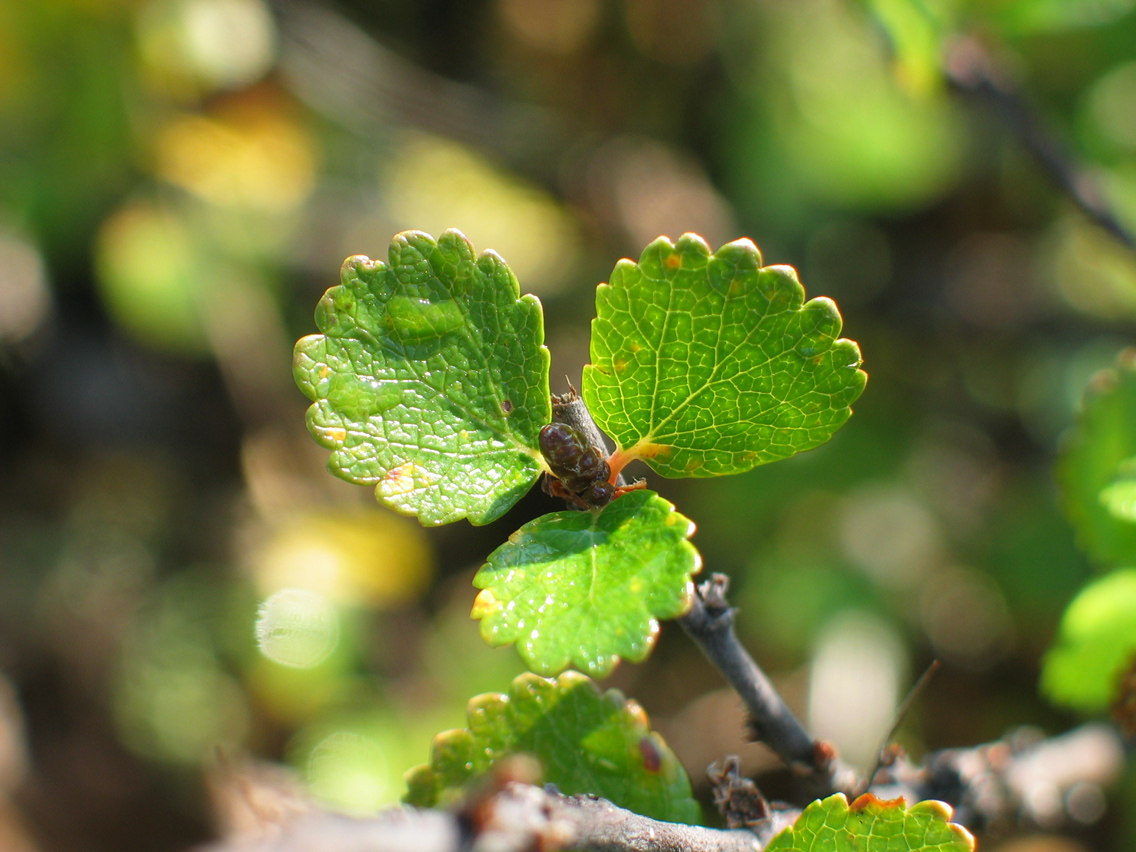 Image of Betula nana specimen.