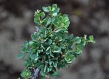 Spiraea aquilegifolia