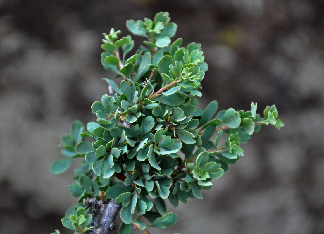Изображение особи Spiraea aquilegifolia.