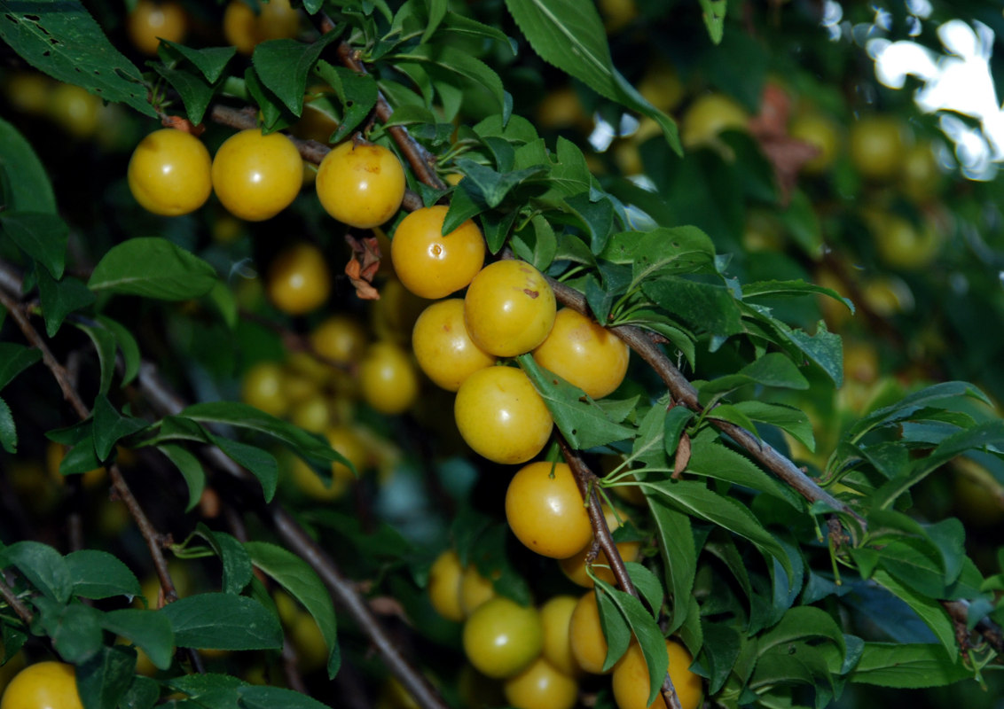 Изображение особи Prunus cerasifera.