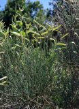 Spartium junceum. Побеги с плодами. Краснодарский край, Сочи, Лазаревский р-н, Уч-Дере, опушка сосняка на пляже. 09.07.2017.