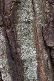 Physcia dubia