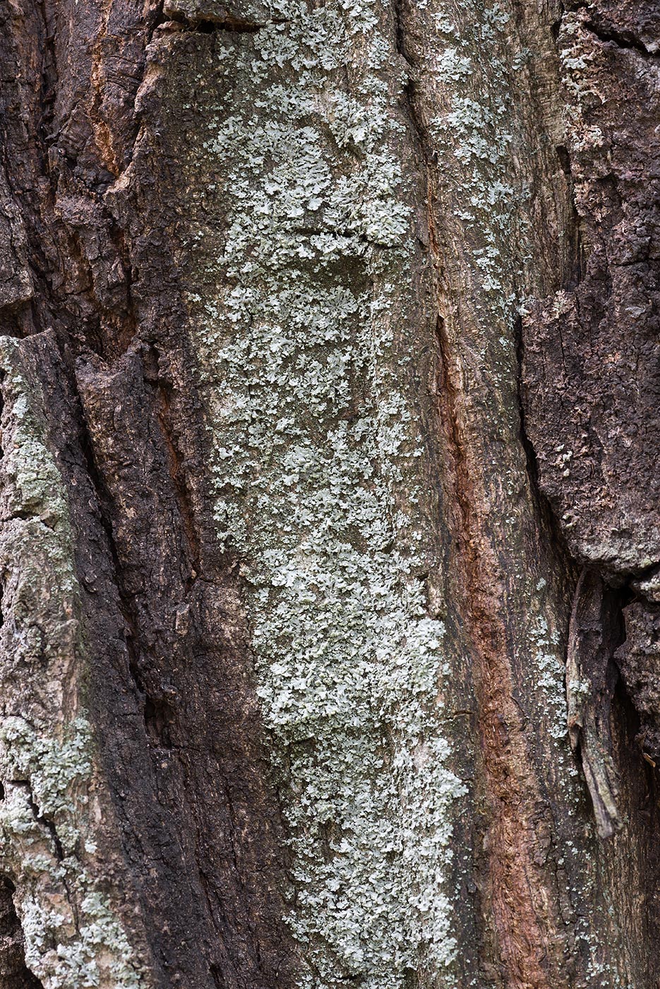 Image of Physcia dubia specimen.