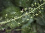 Verbascum phoeniceum