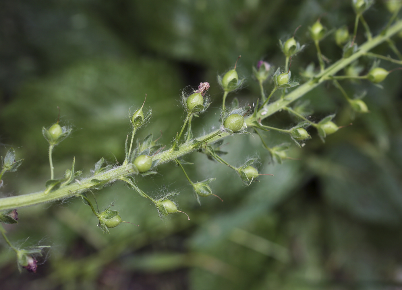 Изображение особи Verbascum phoeniceum.