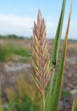 род × Agrotrigia. Соцветие и листья с сидящим жуком. Окр. Архангельска, свалка древесных отходов. 28.08.2011.