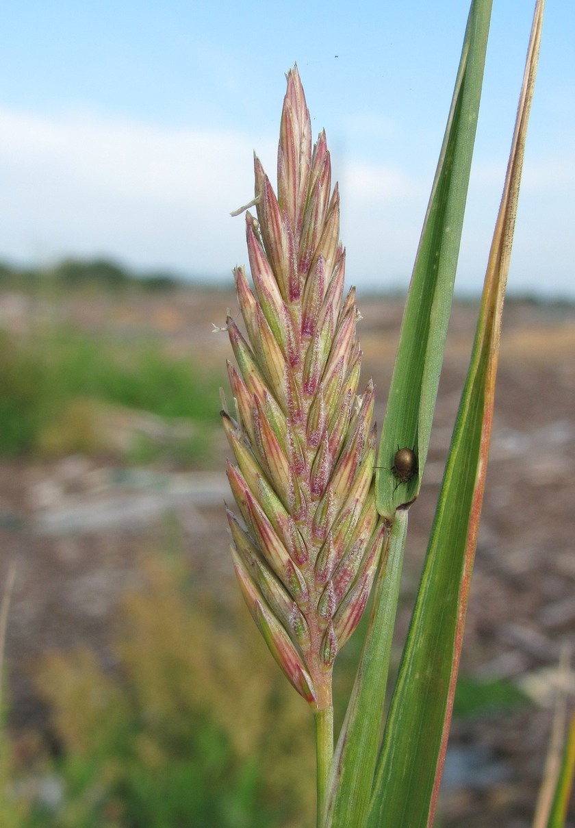 Image of genus &times; Agrotrigia specimen.