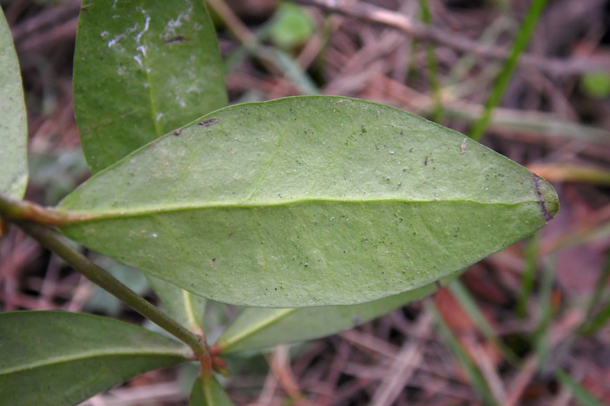 Image of Vinca minor specimen.