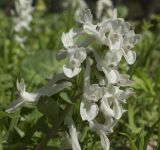 род Corydalis