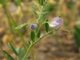 Image of taxon representative. Author is Сергей Свирин