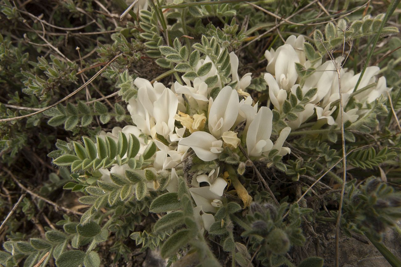 Изображение особи Astragalus rupifragus.