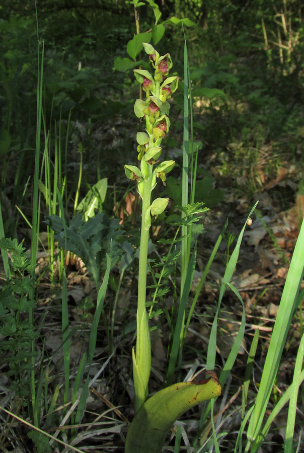 Image of Steveniella satyrioides specimen.
